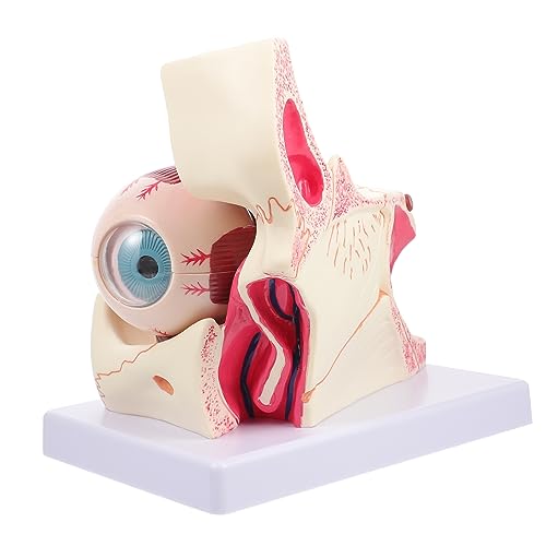 MUCKLILY Augenanatomie -Modell Augenmodell Modell der Augenanatomie Augapfel-Anatomie-Modell vergrößertes Augapfelmodell Augapfel-Modell Anatomie des Augapfels PVC MUCKLILY Augenanatomie -Modell Augenmodell Modell der Augenanatomie Augapfel-Anatomie-Modell vergrößertes Augapfelmodell Augapfel-Modell Anatomie des Augapfels PVC von MUCKLILY