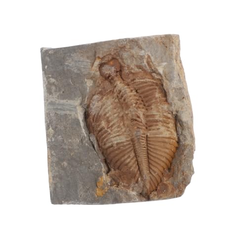 MUCKLILY Exemplar Trilobiten Schmuck Real Education Paläontologie Sammlung von MUCKLILY