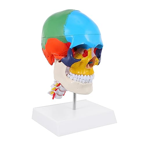 MUCKLILY Farbiges Schädelmodell schaufensterpuppe Medizinisches menschliches Schädelmodell anatomisches Schädelmodell schule, die menschlichen schädel unterrichtet PVC von MUCKLILY