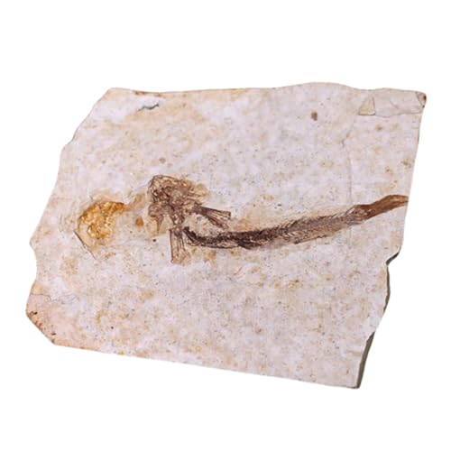 MUCKLILY Fossilierter Fisch Probe Paläontologie Lehrmittel Fossilien Sample Wissenschaftliches Lehrwerkzeug für Schüler und Labor Dekoration ohne Ständer von MUCKLILY