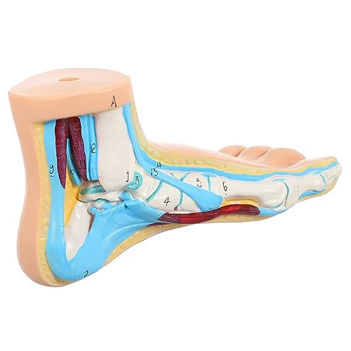 MUCKLILY Fußgelenkmodell Anatomisches Modell Fußanatomische Form Kleines Fußmodell Anatomie Des Fußes Normales Fußanatomiemodell Fußmodell Anatomie Normales Fußmodell Anatomisches von MUCKLILY