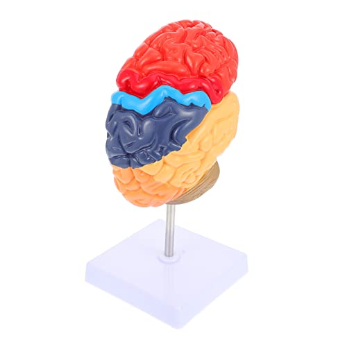 MUCKLILY Gehirnlehrmodell Display-modell Des Gehirns Detailliertes Gehirnmodell Anatomiemodell Des Menschlichen Gehirns Lebendiges Modell Des Menschlichen Gehirns Halbes Gehirnmodell Pvc von MUCKLILY