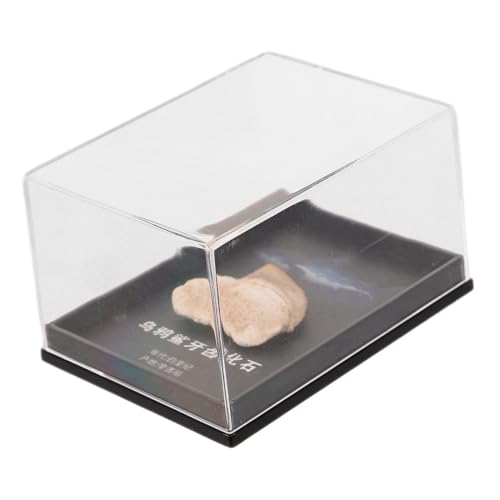 MUCKLILY Haifischzähne Desktop-ornament Zähne Handwerkliches Zähne Schmuck Lehrmittel Haushaltsdekoration Zähne Probe Zähne Modell Lehrexemplar Natürliches von MUCKLILY