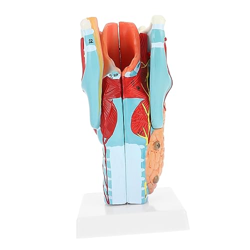 MUCKLILY Halsmodell Modell der Halsanatomie anatomischer Apparat Modell des menschlichen Halses PVC von MUCKLILY