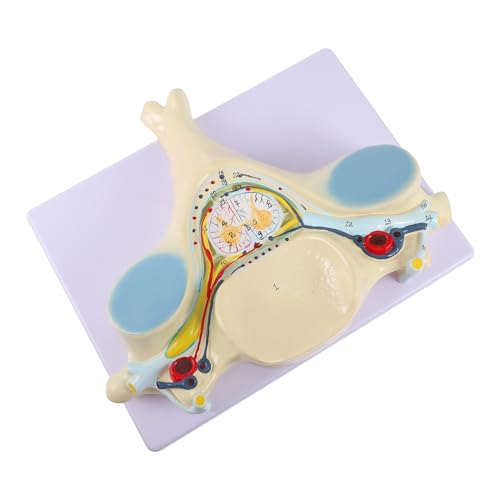 MUCKLILY Halsrückenmarksmodell Lehrmittel Wirbelsäule Anatomiemodell menschliches Wirbelmodell anatomisches Modell vergrößert Halswirbelmodell zervikales Modell PVC MUCKLILY Halsrückenmarksmodell Lehrmittel Wirbelsäule Anatomiemodell menschliches Wirbelmodell anatomisches Modell vergrößert Halswirbelmodell zervikales Modell PVC von MUCKLILY