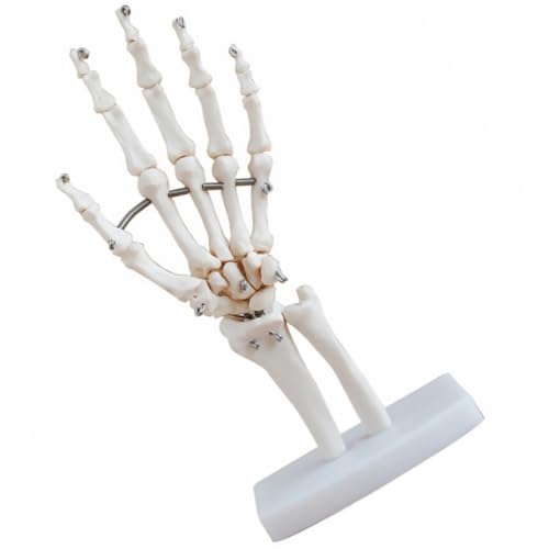 MUCKLILY Handgelenkmodell Abdeckungen Menschliches Artikulierendes Anatomisches Modell Kleines Arztpraxis Lehrmodell Gefälschte Hand Artikuliertes Wissenschaftliches Skelett Handärzte von MUCKLILY