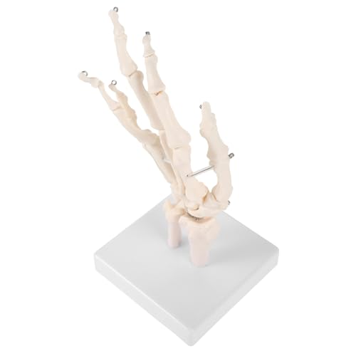 MUCKLILY Handknochengelenkmodell Vergrößert Form Lehrmodelle Für Den Menschlichen Körper Gemeinsam Skelette Beweglich Realistisch Hände Kleines Skelett Üben Anatomisch Labor-tool Weiß Pvc von MUCKLILY