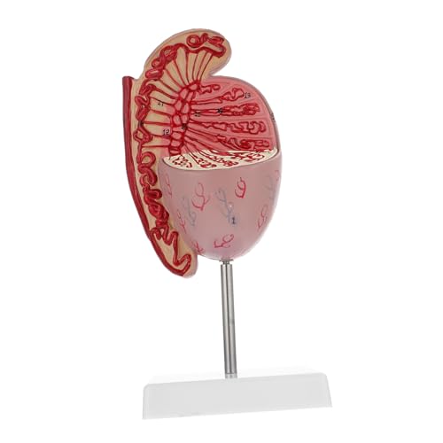 MUCKLILY Hodenmodell Requisite Für Die Schulbildung Requisite Zur Reproduktiven Dissektion Requisite Für Die Menschliche Anatomie Modell Für Medizinische Studien Lehrmodell Biologie von MUCKLILY