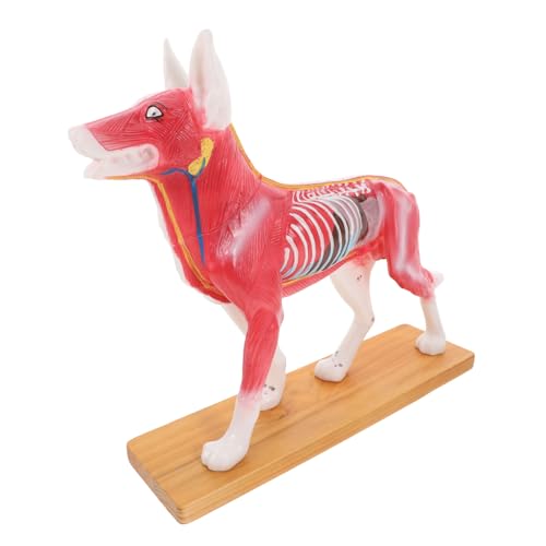 MUCKLILY Hundeanatomiemodell realistischer Hund Werkzeuge für Lehrmittel Modell Anatomie Hundemodell Modelltier Lebensartiger Hund vorbildlicher hund vorbildliche hunde PVC MUCKLILY Hundeanatomiemodell realistischer Hund Werkzeuge für Lehrmittel Modell Anatomie Hundemodell Modelltier Lebensartiger Hund vorbildlicher hund vorbildliche hunde PVC von MUCKLILY