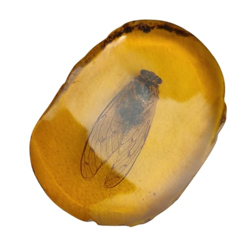 MUCKLILY Insektenprobe Insekt Bernstein -ls pädagogische Bugs Exemplar bernsteinfarbenes Insekt Insekt-Bernstein-Exemplar Steininsektenexemplar Insektendekor Insektensteindekor Harz Orange von MUCKLILY