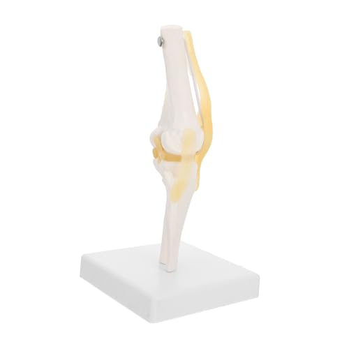 MUCKLILY Kniemodell Medizinisches Anatomisches Modell Kniegelenk Zum Unterrichten Kniegelenkmodell Kniegelenk Mit Bändern Modell Kniegelenk Anatomiemodell Menschliches Kniegelenk von MUCKLILY