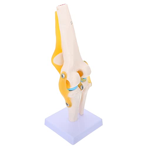 MUCKLILY Kniemodell Simulation Kniegelenkmodell anatomisch Kniegelenk 3D-Modell voll Leben Menschliches medizinisches Anatomiemodell Kniegelenk für den Unterricht PVC MUCKLILY Kniemodell Simulation Kniegelenkmodell anatomisch Kniegelenk 3D-Modell voll Leben Menschliches medizinisches Anatomiemodell Kniegelenk für den Unterricht PVC von MUCKLILY