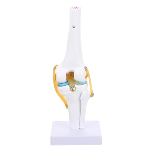 MUCKLILY Kniemodell Skelett in voller Größe Anatomiemodell Modelle für den Anatomieunterricht Leben Kniegelenk für den Unterricht Kniegelenkmodell für den Unterricht PVC MUCKLILY Kniemodell Skelett in voller Größe Anatomiemodell Modelle für den Anatomieunterricht Leben Kniegelenk für den Unterricht Kniegelenkmodell für den Unterricht PVC von MUCKLILY