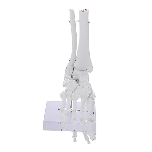 MUCKLILY Knöchelmodell gefälschtes Fußmodell Körper groß gemeinsam untere Knochen PVC menschliches Skelettmodell Sprunggelenk modell plastisches anatomisches Modell Weiß MUCKLILY Knöchelmodell gefälschtes Fußmodell Körper groß gemeinsam untere Knochen PVC menschliches Skelettmodell Sprunggelenk modell plastisches anatomisches Modell Weiß von MUCKLILY