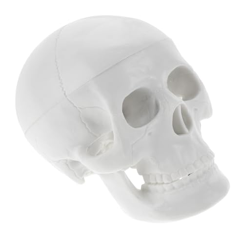 MUCKLILY Schädelmodell Kopfmodell Anatomisches Modell Realistisches Schädel Modell Mini Schädel Modell Gothic Halloween- Partyschädeldekorationen künstliche Schädelverzierung PVC Weiß von MUCKLILY