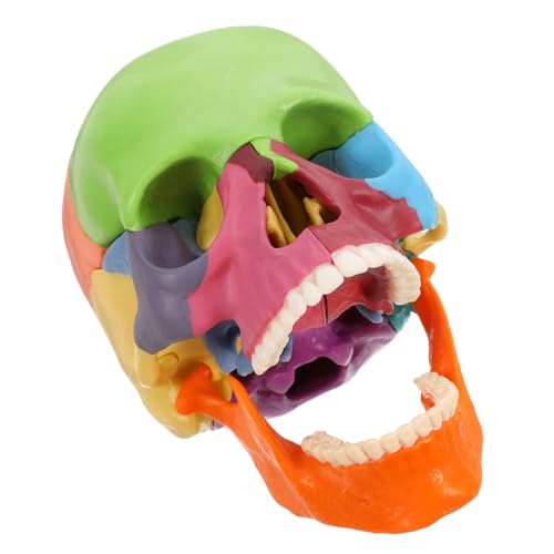 MUCKLILY Schädelmodell Realistischer Menschlicher Schädelkopf Schädelschnittmodell Anatomisches Modell Der Kopfstruktur Loser Menschlicher Schädel Anatomie Eines Gehirnmodells Plastik von MUCKLILY