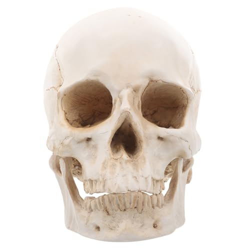 MUCKLILY Schädelmodell Schädel Realistische Anatomie Gefälschter Schädel Dekor Anatomisch Korrekter von MUCKLILY