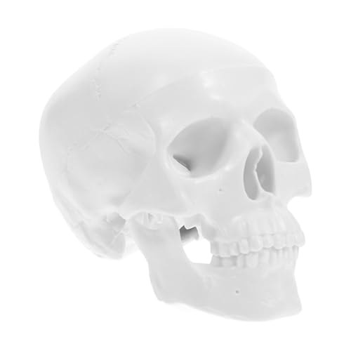 MUCKLILY Realistisches Menschliches Schädelmodell Abnehmbare Schädelteile Für Die Lehre Halloween- von MUCKLILY