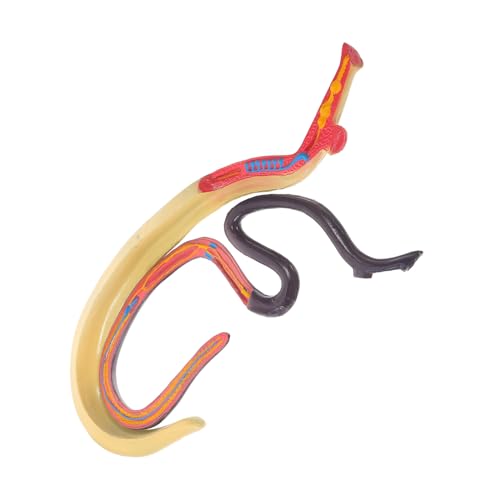 MUCKLILY Schistosoma-modell Anatomisches Modell Pädagogisches Tierische Kognitive Stütze Lehrhilfe Tierlernstütze Kognitives Modell Für Den Unterricht Plastik MUCKLILY Schistosoma-modell Anatomisches Modell Pädagogisches Tierische Kognitive Stütze Lehrhilfe Tierlernstütze Kognitives Modell Für Den Unterricht Plastik von MUCKLILY
