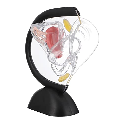 MUCKLILY Transparentes Uterus-Modell menschliches Modell sichtbar jr Organ Teile Struktur werkzeug weibliches anatomisches Modell Anatomiemodell Orgelmodell PVC von MUCKLILY