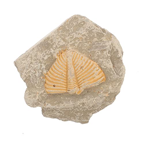 MUCKLILY Trilobit Fossiler Exemplar Exemplare Trilobit-probe Lehre Trilobiten-sammlung MUCKLILY Trilobit Fossiler Exemplar Exemplare Trilobit-probe Lehre Trilobiten-sammlung von MUCKLILY
