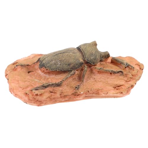 MUCKLILY Zum Sammeln Von Insektenproben Entomologie Set Als Ornament Paläontologische Proben Zum Sammeln Proben Für Den Naturwissenschaftlichen Unterricht Paläontologisches von MUCKLILY