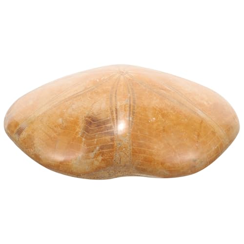 MUCKLILY fossiles Exemplar fossilien sammeltassen decor ziernieten eincremehilfe dekoring Seestern- groß Seesternverzierung Seestern zur Dekoration Sea Star Exemplar für den Unterricht von MUCKLILY