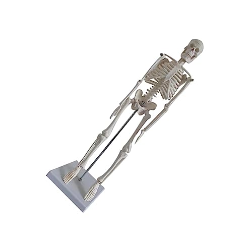MUCKLILY menschliches Skelettmodell PVC-Skelettmodell Skelettmodell des Menschen Skelettmaske netter Leben Riese Knochenmodell Simulationsskelettmodell Wissenschaftliches Skelettmodell Weiß von MUCKLILY