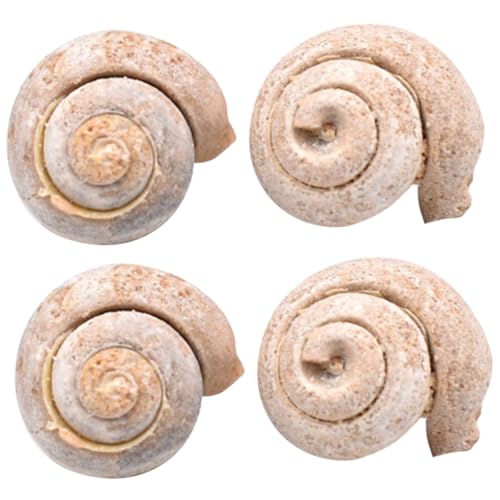 MUELODSIC 4 Stück Teiliges Schneckenfossil Simulation Modell Pädagogisches Dekorationsornament Für Lernspielzeug Und Wissenschaftliche Lehre MUELODSIC 4 Stück Teiliges Schneckenfossil Simulation Modell Pädagogisches Dekorationsornament Für Lernspielzeug Und Wissenschaftliche Lehre von MUELODSIC