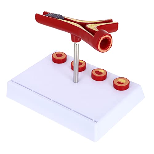 MUELODSIC Anatomisches Herz kreislauf modell Realistische Gefäßstruktur Pädagogisches Displaymodell für Medizinische Ausbildung und Schulunterricht Geeignet für Anatomie und Physiologie von MUELODSIC