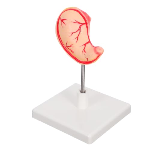 MUELODSIC Anatomisches Lehr modell Magenmodellanatomie -Magenmodell Lehrmittel für den Magen Magenmodell medizinisch Magenanzeigemodell Magenbildungsmodell Magenstudienmodell PVC MUELODSIC Anatomisches Lehr modell Magenmodellanatomie -Magenmodell Lehrmittel für den Magen Magenmodell medizinisch Magenanzeigemodell Magenbildungsmodell Magenstudienmodell PVC von MUELODSIC