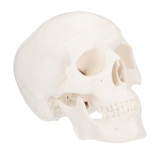 MUELODSIC Anatomisches Schädelmodell aus Kunststoff Abnehmbar Detailliert Lehrreich für Schulen und Krankenhäuser Schädel Ornament für Kunst und Anatomieunterricht MUELODSIC Anatomisches Schädelmodell aus Kunststoff Abnehmbar Detailliert Lehrreich für Schulen und Krankenhäuser Schädel Ornament für Kunst und Anatomieunterricht von MUELODSIC