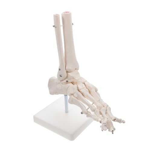 MUELODSIC Lebensgroßes Menschliches Fußgelenkmodell aus Widerstandsfähigem PVC Anatomisches Fuß Knöchelskelett ohne Bänder Bewegliche Zehen für Medizinische Studien und Anatomische von MUELODSIC