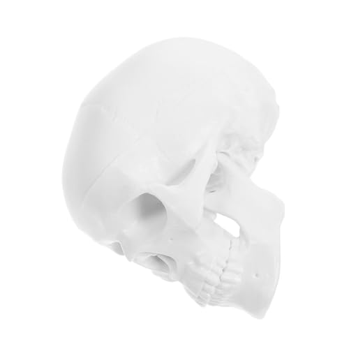 MUELODSIC Mini Menschlicher Schädel Modell Abnehmbar Anatomisches Skelettmodell aus Kunststoff Realistische Darstellung für Medizinische Lehre Kunst Halloween dekoration Detaillierte von MUELODSIC