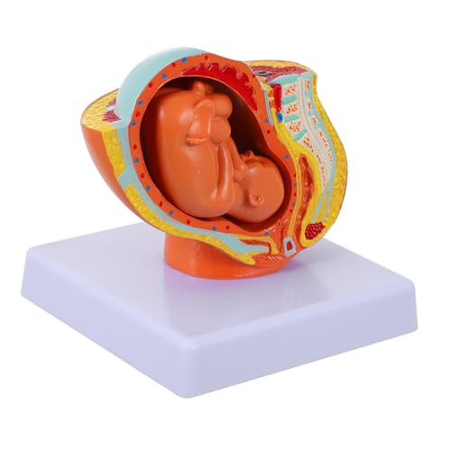 MUELODSIC Realistisches Weibliches Uterus Embryo Modell Lebensgroß Pädagogisch Detailliert Anschaulich für Studium Schwangerschaft Entwicklung Anatomisch Lehrmittel MUELODSIC Realistisches Weibliches Uterus Embryo Modell Lebensgroß Pädagogisch Detailliert Anschaulich für Studium Schwangerschaft Entwicklung Anatomisch Lehrmittel von MUELODSIC