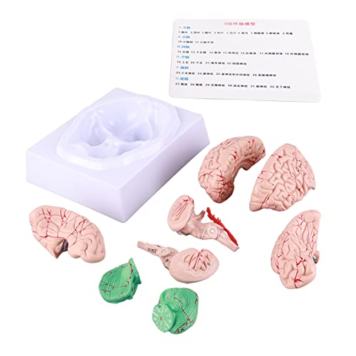 MUNEFE Human Brain Anatomy Model, Brain Model for Neuroscience, Brain Model Anatomy, Suitable for School and Home Use von MUNEFE