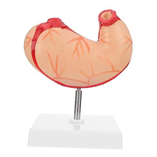1Stück Anatomisches Magenmodell aus Lehrmittel für Unterricht Lebensnahe Darstellung Menschlichen für Klassenzimmer Anatomiekurse Langlebig von MUSISALY