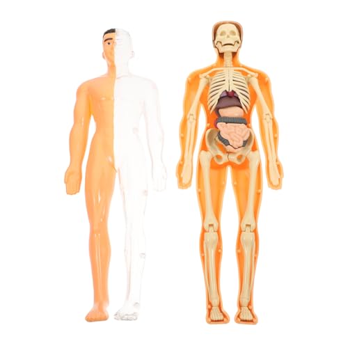 MUSISALY Interaktives Anatomie-puzzle-spielzeug Für Den Menschlichen Körper 3d-organe Skelett-set Für Jungen Und Mädchen von MUSISALY