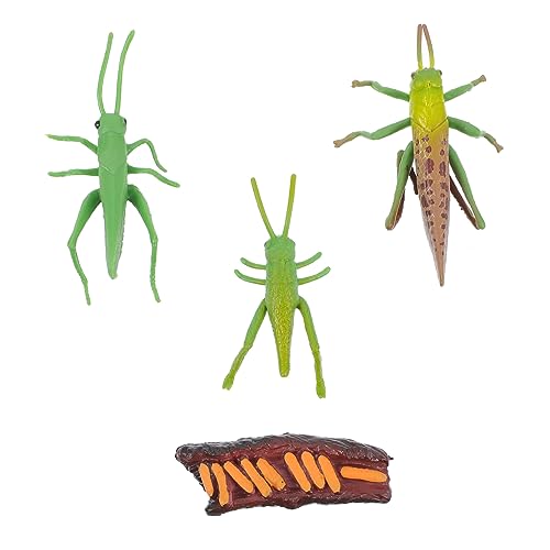 MUSISALY Cricket Evolution Toys 2429 Cricket-lebenszyklus-Modelle Handbemalte Grillen Für Jungen Und Mädchen Heimdekoration Unterrichts- Und Partydekoration von MUSISALY