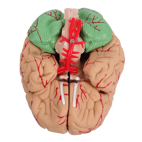 MUSISALY 1 Stk Gehirnmodell Wissenschaftsmodell menschliches Gehirn Modell der Gehirnanatomie Modell des menschlichen Körpers Puppe Mann-Gehirn-Modell anatomisches Modell PVC Rosa MUSISALY 1 Stk Gehirnmodell Wissenschaftsmodell menschliches Gehirn Modell der Gehirnanatomie Modell des menschlichen Körpers Puppe Mann-Gehirn-Modell anatomisches Modell PVC Rosa von MUSISALY