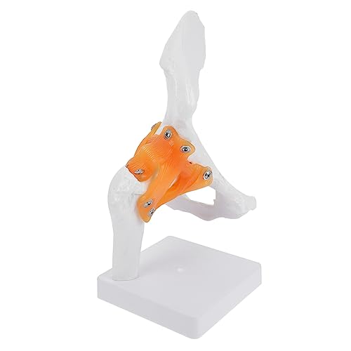 MUSISALY Anatomisches Skelettmodell Hüftknochenmodell Pvc-kunststoff Für Die Ausbildung Der Gesundheitserziehung von MUSISALY