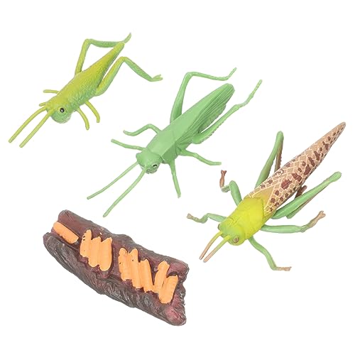 MUSISALY 1Satz Tierlebenszyklusmodell Teiliges Tierfiguren für Lernspielzeug zur Kognitiven mit Realistischen Details zu Verschiedenen Entwicklungsphasen von Tieren von MUSISALY