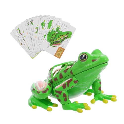 MUSISALY Realistisches Frosch-anatomiemodell, Abnehmbare Organe Für Interaktives Lernen, Lernspielzeug Für Wissenschaftliche Schulprojekte Und Heimstudium MUSISALY Realistisches Frosch-anatomiemodell, Abnehmbare Organe Für Interaktives Lernen, Lernspielzeug Für Wissenschaftliche Schulprojekte Und Heimstudium von MUSISALY