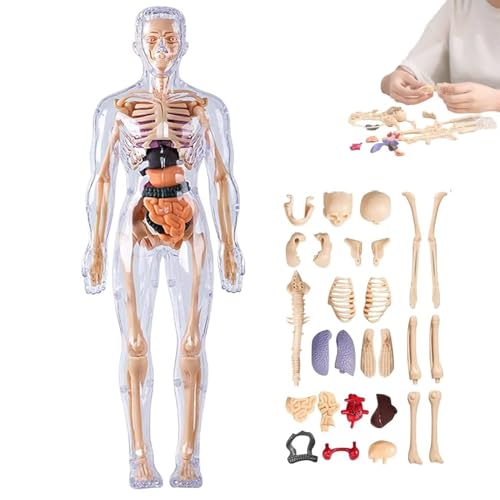 Klares Modell der menschlichen Körperstruktur, 29-teilige Anatomiefigur, 3D-Anatomie-Kit, DIY-montiertes menschliches Torso-Organmodell for die Anatomie(#01) von MYIHUIHUI