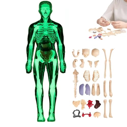 Klares Modell der menschlichen Körperstruktur, 29-teilige Anatomiefigur, 3D-Anatomie-Kit, DIY-montiertes menschliches Torso-Organmodell for die Anatomie(#02) von MYIHUIHUI