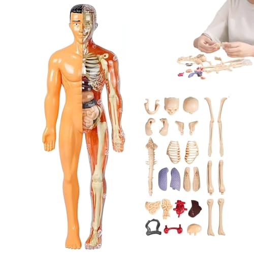 Klares Modell der menschlichen Körperstruktur, 29-teilige Anatomiefigur, 3D-Anatomie-Kit, DIY-montiertes menschliches Torso-Organmodell for die Anatomie(#03) von MYIHUIHUI