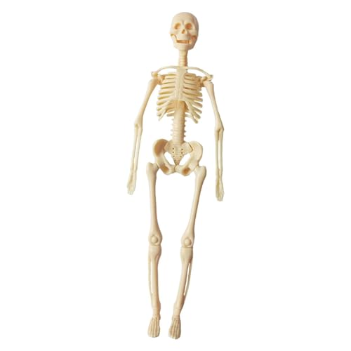 MagiDeal Human Body Model Demonstration Bildung Instrument Lern ​​Spielzeugwissenschaft Kits Mensch für Kinder Studienwerkzeug Tool, Skelett von MagiDeal