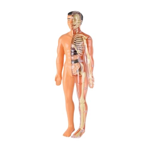 MagiDeal Menschliches Körpermodell für Kinder, Skelettmodell Kinder Abnehmbare Organe Körperteile, Organe Anatomie Figur zum Unterrichten von Hilfsmitteln, Durchscheinend von MagiDeal