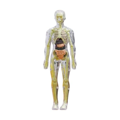 MagiDeal Menschliches Körpermodell für Kinder, Skelettmodell Kinder Abnehmbare Organe Körperteile, Organe Anatomie Figur zum Unterrichten von Hilfsmitteln, Transparent von MagiDeal