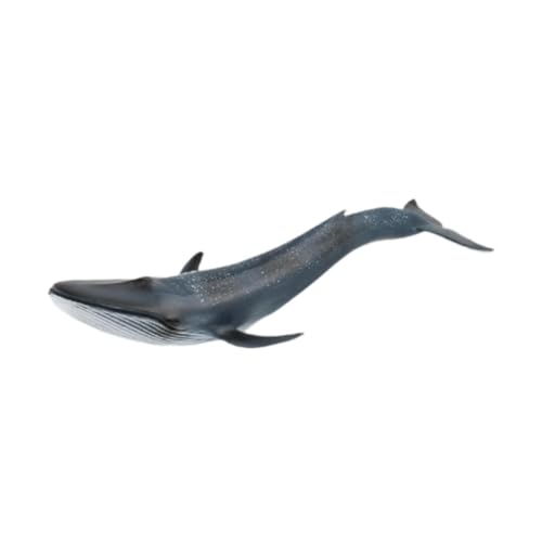 MagiDeal Realistische Wale Figuren Modell Marine Life Model Desktop Dekoration Tier Figuren Sammlerstücke für Kinder Geschenke MagiDeal Realistische Wale Figuren Modell Marine Life Model Desktop Dekoration Tier Figuren Sammlerstücke für Kinder Geschenke von MagiDeal